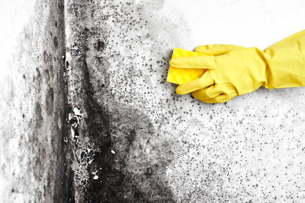 Best Mold Prevention Services  in Bear Creek, AK