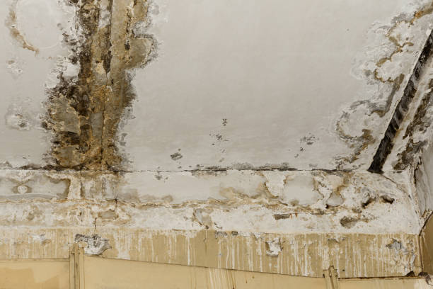 Mold Odor Removal Services in Bear Creek, AK