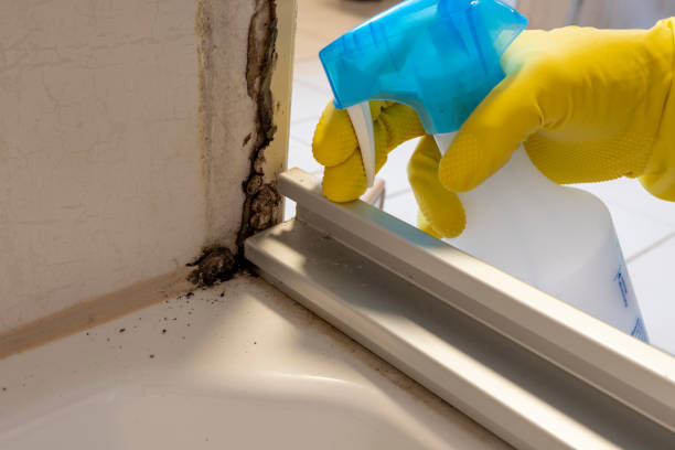 Trusted Bear Creek, AK Mold Remediation Experts