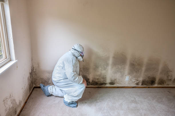 Best Emergency Mold Remediation  in Bear Creek, AK